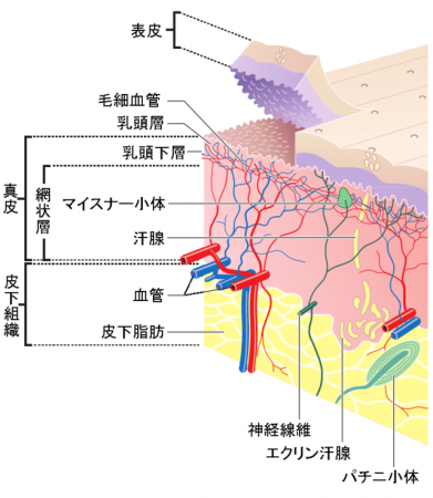 肌構造