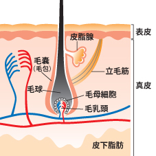 毛乳頭