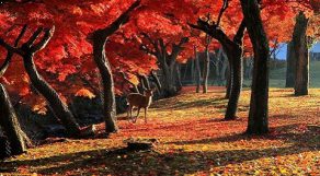 秋の奈良の雰囲気が素敵過ぎる。秋空の下を歩くほっこり女子旅。